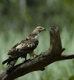 A Honey Buzzard on the mountain path (Chiu Lu, Su-Lan)