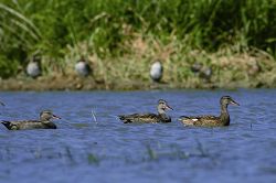 Gadwalls (Kenting National Park Headquarters )