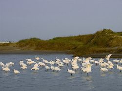 Taijiang National Park cooperated with Tainan University to create the shallow fish farm as the habitat for Black-faced Spoonbill and other waterbirds, and successfully to attract a large number of black-faced spoonbills come for foraging and roosting. (Chen, Shang-Cin)