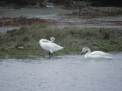 The first time in 10 years, Tundra Swans (Cygnus columbianus) came to the Qigu regional for wintering. From far away breeding areas in northern Siberia tundra, they rambled in wetlands of Taijiang National Park. (Chen, Shang-Cin)