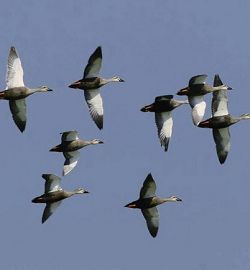 Spot-billed Ducks (Kenting National Park Headquarters)