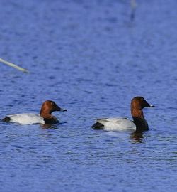 Common Pochards (Kenting National Park Headquarters)