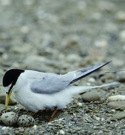 A Little Tern in Taijiang National Park (Huang, Guang-Ying)