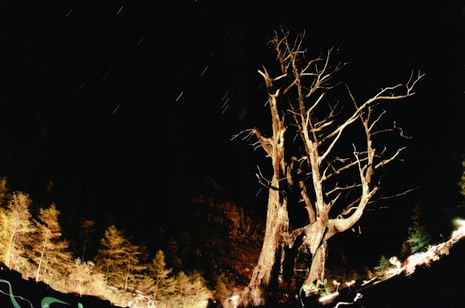 玉山夫妻樹獵戶東昇 耿崇華攝