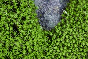 大金髮蘚 生態工法基金會提供