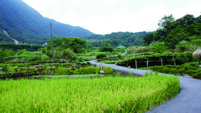 八煙的稻米曾是進貢日本皇室的貢米 呂慧穎攝