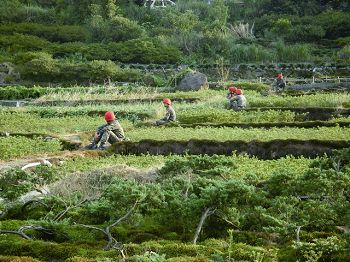 昔日的水田幾乎都沒有保留,改種少人工的高經濟作物 呂慧穎攝
