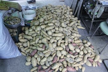 八煙出產的蕃薯 吳銀水攝