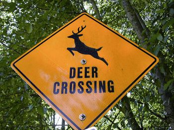 提醒道路此處有鹿會經過的告示牌