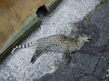 道路造成動物穿越的困難甚至導致其死亡，圖為麝香貓