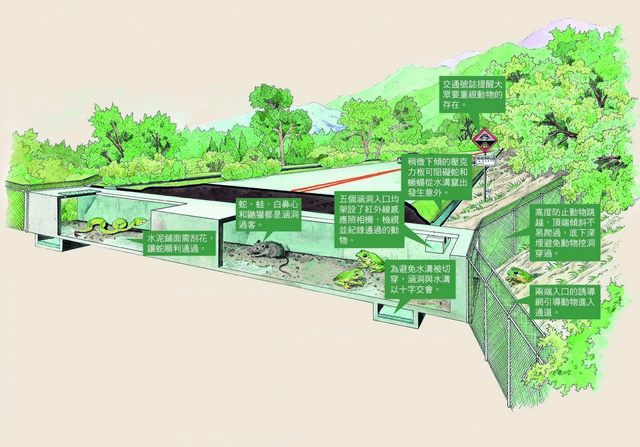 陽明山國家公園「動物穿越道路涵洞生態廊道設施」示意圖