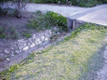 穿越式蟹類通道 蘇維翎攝