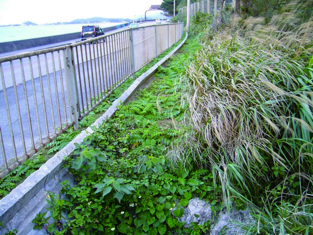 蟹類通道的飛簷式防侵入設計 蘇維翎攝