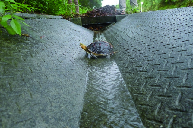 雙側緩傾斜式側溝 ，提供動物逃離的方式 劉威廷攝