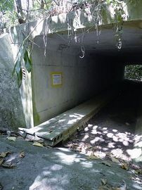 穿越式動物通首道 劉威廷攝