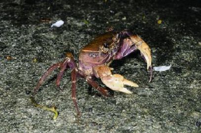 沖繩島地蟹類