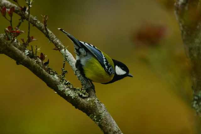 青背山雀是春天報曉的小精靈