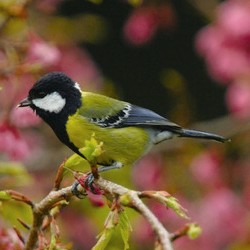 春天的山野最常見到青背山雀的蹤跡