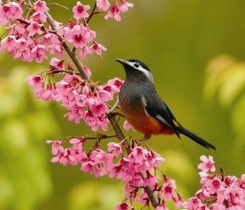 白耳畫眉是青背山雀的好朋友