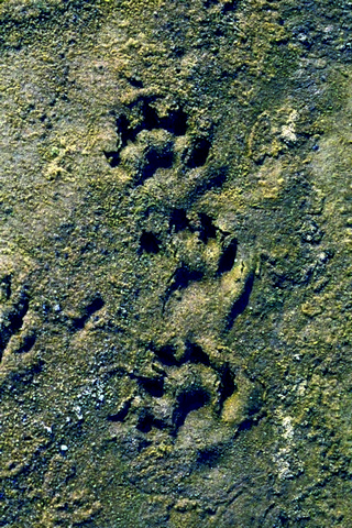 水獺腳印五趾、有爪有蹼 李玲玲攝