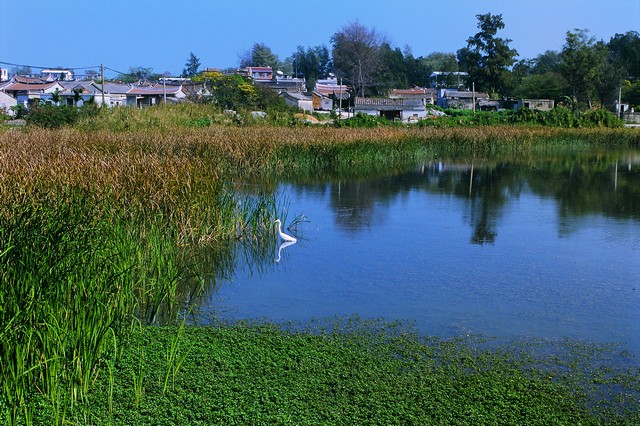雙鯉湖的棲地與食物俱全，提供金門水獺良好的生存環境 周民雄攝