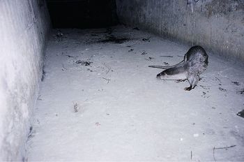 自動相機拍到夜晚活動的水獺 李溫林攝