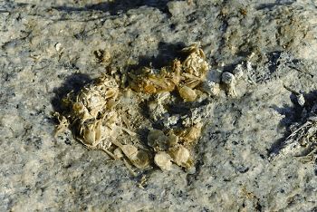 水獺排遺 董馨琦攝