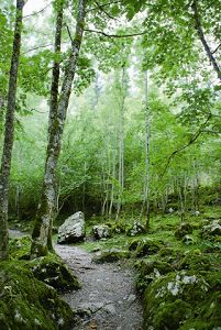 上湖環湖步道走來輕鬆愜意，亦屬於第一級步道系統，沿途景致絕對值回票價 黃靖銘攝