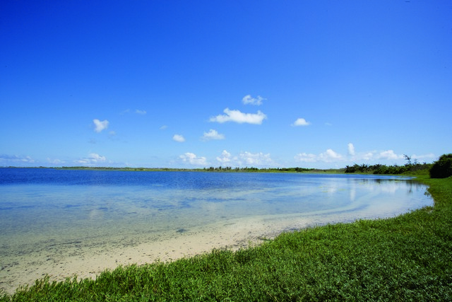 東沙環礁國家公園潟湖邊的海馬齒 李國維攝影