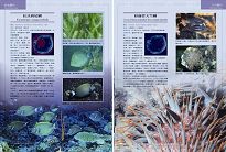 東沙魚類生態圖鑑