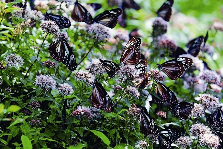 The Dance of the Summer Butterflies