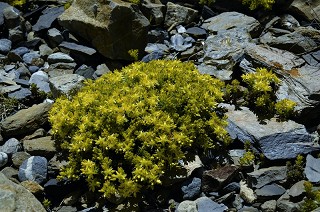 合歡山上盛開的玉山佛甲草 林茂耀攝