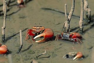 弧邊招潮蟹 廖東坤攝