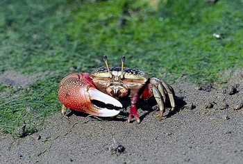 Uca arcuata / Chou Min-Hsiung