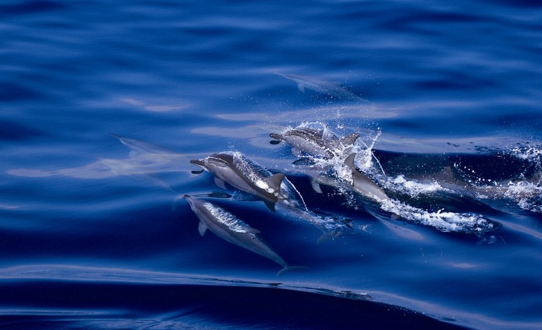 Kuroshio Ocean Education Foundation / Chin Lei