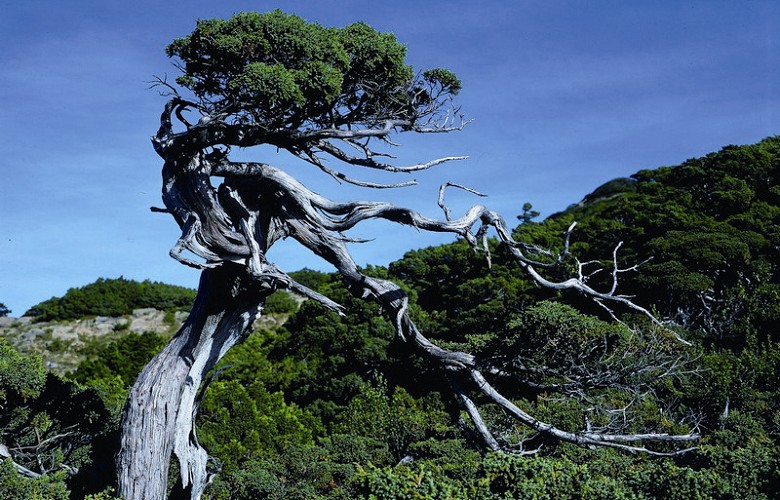 Single-seed Juniper / Chuang Ming-Ching