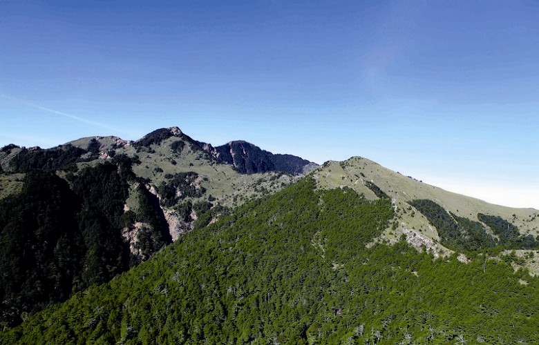 Taiwanese fir tree and Yushan Cane / Jinke International Advertising Record