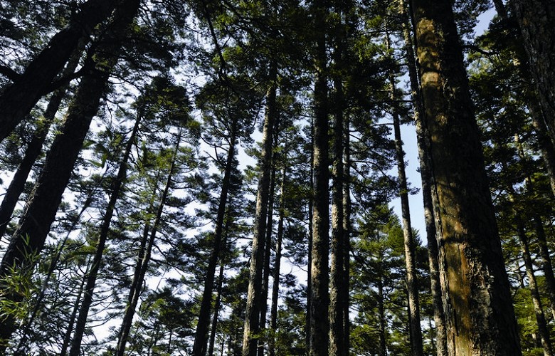 Taiwanese fir trees / Fu Kuo-Ming