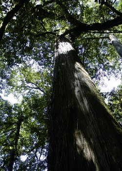 Taiwan chamaecyparis formosensis / Yang Yu-Hsin