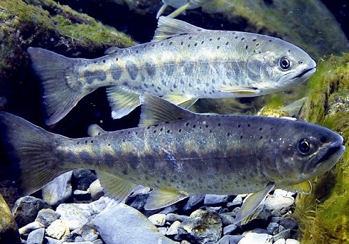 Formosan Landlocked Salmon (Oncorhynchus masouformosanus Jordan et Oshima) / Wen Kuo-Chang