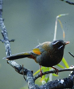 Taiwan Fulvetta (Alcippe formosana) / Chen Yung-Fu
