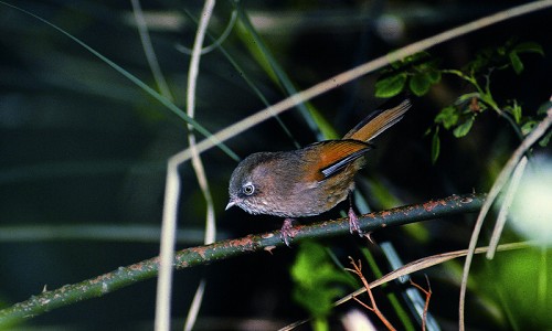 White-browed Bush Robin (Tarsiger indicus) / Chang Cheng-Hsiung