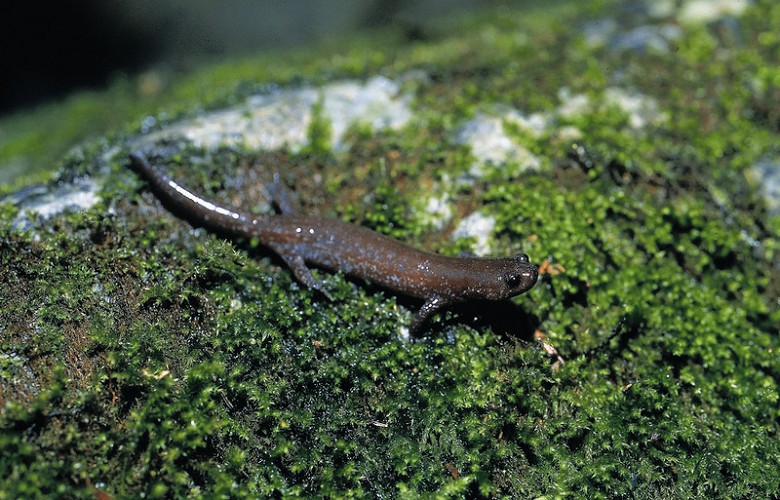 Guanwu Salamander / Yu Cheng-Hao