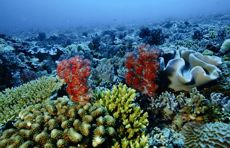 東沙外環礁健康的珊瑚群聚 海管處提供