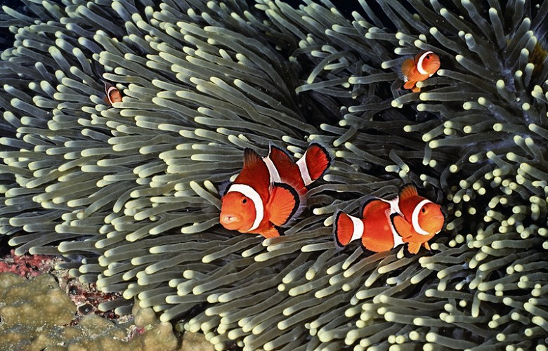 克氏海葵魚俗稱小丑魚 墾管處提供