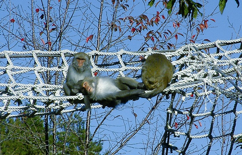 Greenbelt for Formosan macaque (Macaca cyclopis) inYushan National Park / Ku Yi-Fan