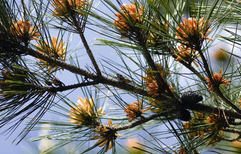 Euterpnosia alpine / Chen Chien-Hung