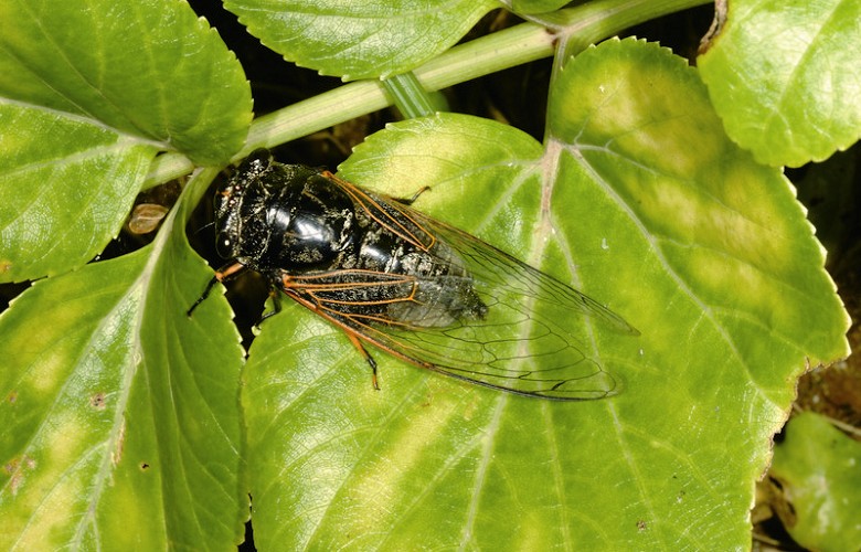 Cryptotympana atrata / Ka-Ka