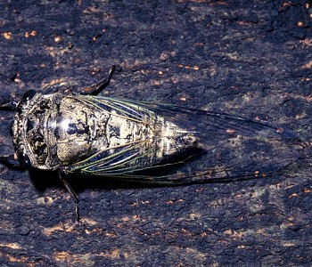 Cryptotympana takasagona /Chen Chen-Hsiang