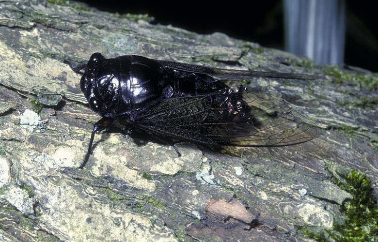 Cryptotympana takasagonaholsti / Chen Chen-Hsiang